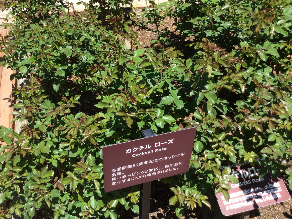 20170520_カクテルローズ.jpg