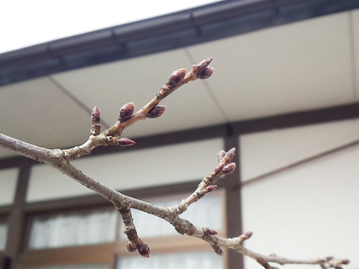 20160309_つぼみ.jpg